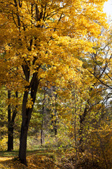 Mixed forest , fall foliage