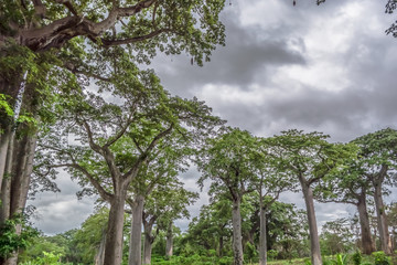 View with typical tropical landscape, baobab trees and other types of vegetation, cloudy sky as background