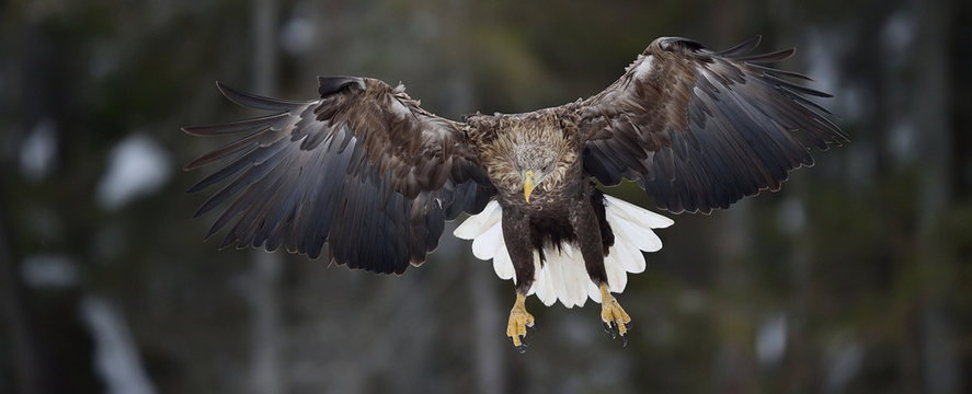 Eagle in flight. Eagle wingspread.