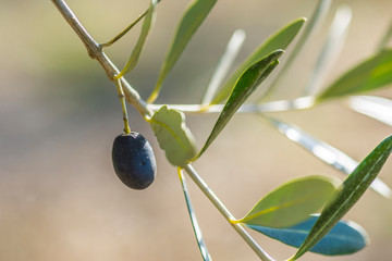 Oliven an einem Baum