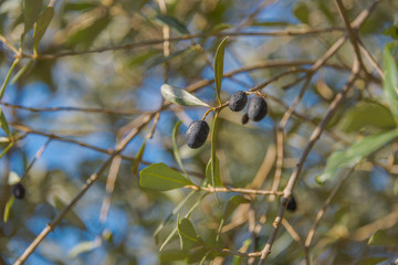 olivenbäume in der Herbstzeit schön Herbstliche Szene