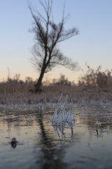 Blades of grass with frozen dew on a frozen lake with a sunrise backdrop