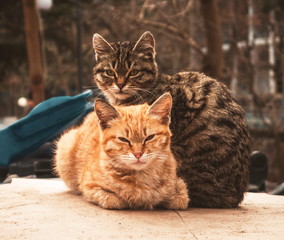 Portrat of the two cute cats