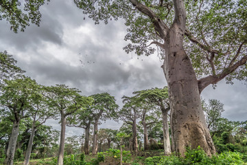 Fototapeta na wymiar View with typical tropical landscape, baobab trees and other types of vegetation, cloudy sky as background