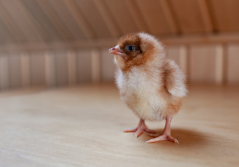 Small brown chicken on wooden background. Young bird.