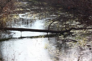 albero caduto in acqua riflesso