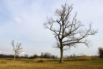 panorama alberi morti