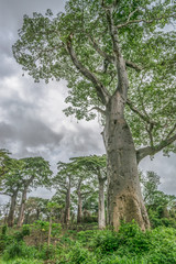 View with typical tropical landscape, baobab trees and other types of vegetation, cloudy sky as...