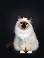 Fototapeta na wymiar Cute seal point Sacred Birman cat kitten, sitting straight up facing front, looking to the camera with blue eyes, Tail besides body. Isolated on black background.