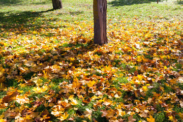 tree trunk in autumn