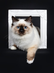 Cute seal point Sacred Birman cat kitten, laying with both front paws through a white photo frame facing front, looking to the camera with blue eyes. Isolated on black background.