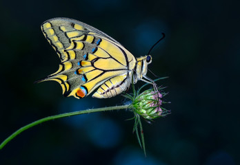 Closeup  beautiful butterflies sitting on flower