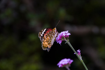 蜜を吸うツマグロヒョウモン