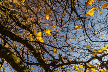 Bäume in der Herbstzeit schön Herbstliche Szene
