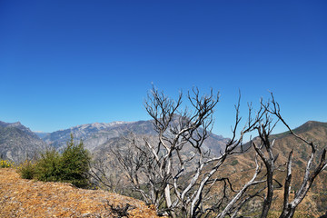 Dry branches and view of the mountain in Kings Canyon National Park, California, USA