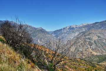 Dry branches and view of the mountain in Kings Canyon National Park, California, USA