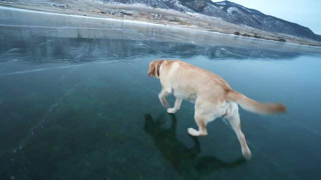 The dog funny slips on transparent frozen ice of the lake Baikal. Golden Labrador funny runs on the smooth frozen surface of the lake. Winter activities in nature