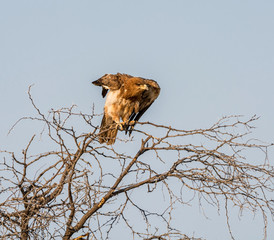 Juvenile Tawny Eagle