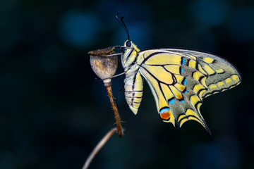 Closeup  beautiful butterflies sitting on flower