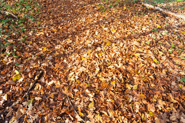 fallen yellow and orange foliage