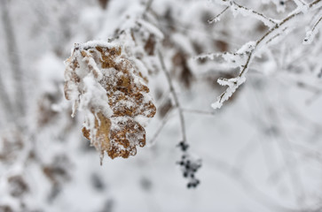 Schöne zugeschneite Natur mit Baumästen