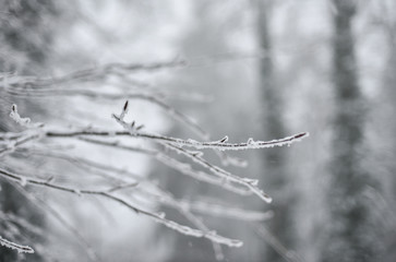 Schöne zugeschneite Natur mit Baumästen