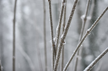 Schöne zugeschneite Natur mit Baumästen