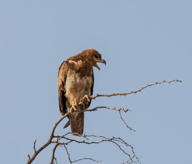 Juvenile Tawny Eagle