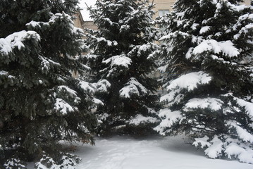 Gorgeous snow on green bright Christmas trees, fir trees with white covered ground with a beautiful structure