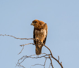 Juvenile Tawny Eagle