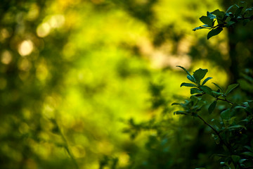 Field of spring flowers and sunny day