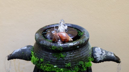 SNAILS ON MOSSY BLACK STONES IN THE PARK