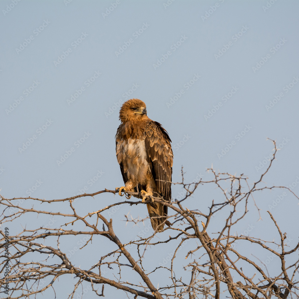 Poster Juvenile Tawny Eagle