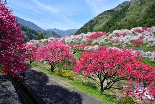 1 346 最適な 桃源郷 画像 ストック写真 ベクター Adobe Stock 1 346 最適な 桃源郷 画像 ストック写真 ベクター Adobe Stock