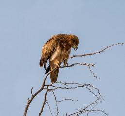 Juvenile Tawny Eagle