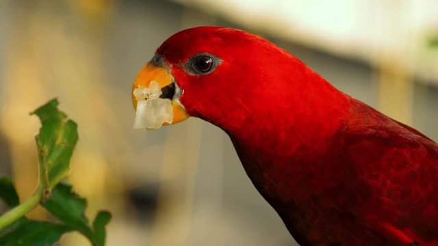 Red chattering Lory eating fruit