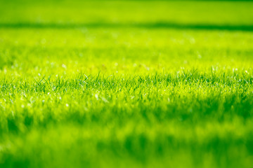 Fototapeta na wymiar Background of a fresh spring green grass. Spring backdrop.
