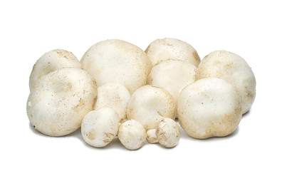 Champignon mushrooms artificially grown on a white background