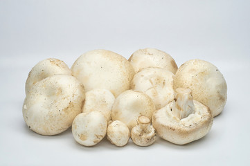Champignon mushrooms artificially grown on a white background