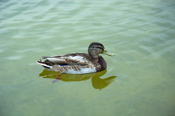 Mallard duck swimming in water