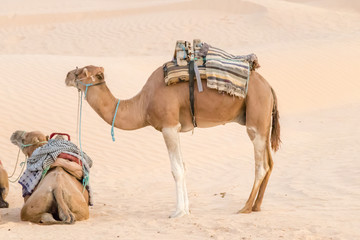 Camels in the Sahara desert, Tunisia, Africa