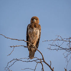 Juvenile Tawny Eagle