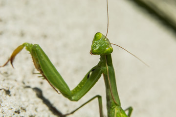 Looking at the lens of a female green mantis