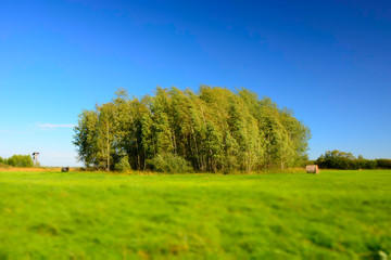 Obraz premium Green meadow, copse and blue sky - blurry and contrasting colors