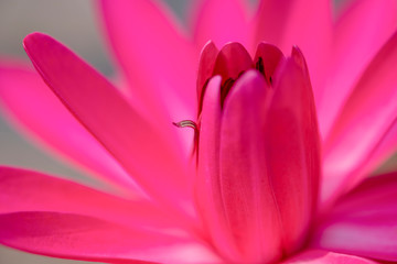 Close up of beautiful petal of pink water lily or lotus in a pond . Freshness and environment concept.