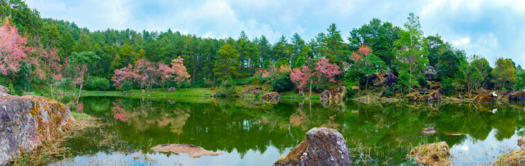 Fototapeta na wymiar Panorama view landscape of Wild Himalayan Cherry or Prunus cerasoides flower at the lake in Chiang Mai, Thailand.