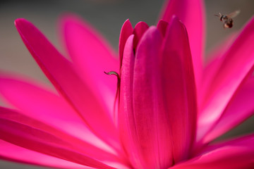 Close up of beautiful petal of pink water lily or lotus in a pond . Freshness and environment concept.