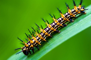 caterpillar on leaf