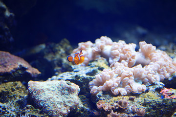 Fototapeta na wymiar White-orange clown fish swims among the corals.
