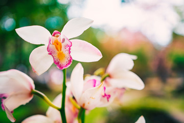 Close-up shot branch of pink spotted orchids on green bokeh nature background.